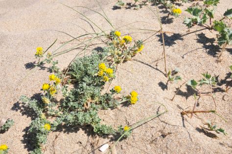 Lotus cytisoides subsp. conradiae e Medicago marina